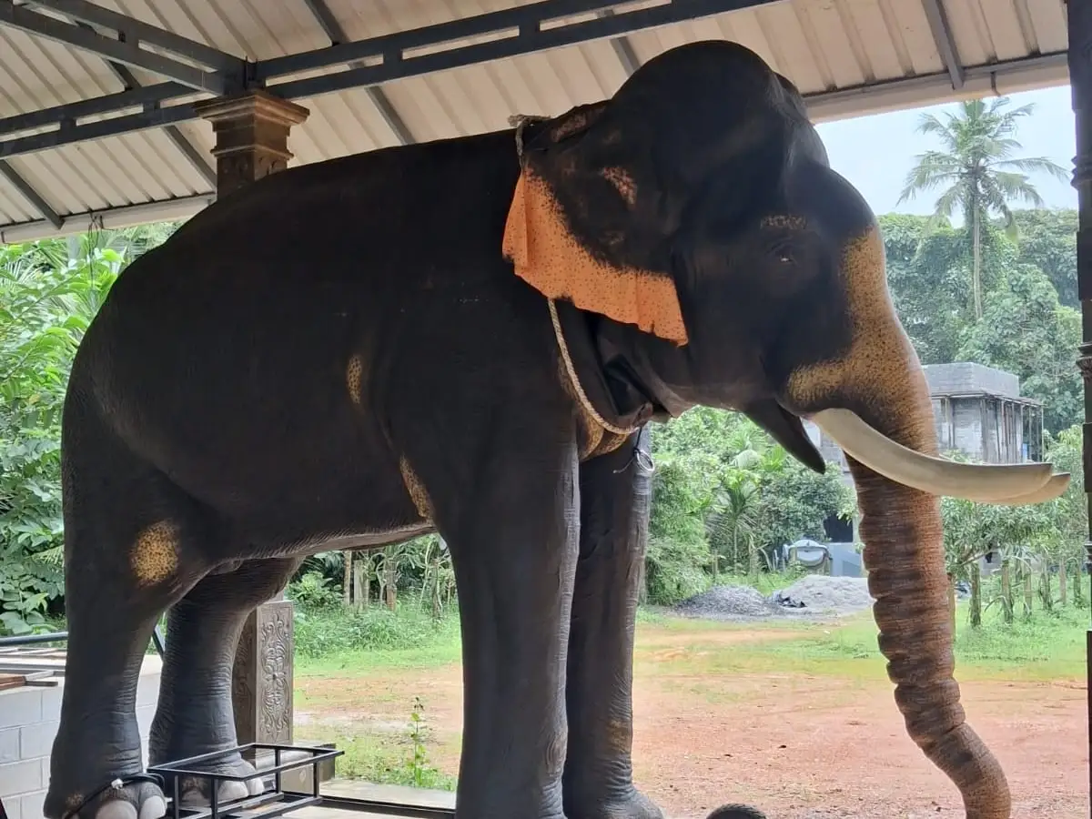 ക്ഷേത്രത്തിലെ റോബോട്ടിക് ആന